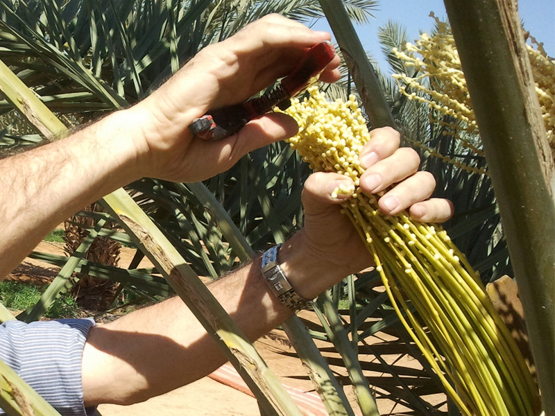 דילול ראשוני תמרים