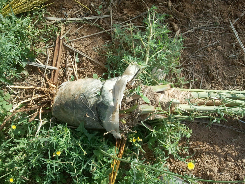 חוטר תמר מג'הול אורגני לאחר ניתוק