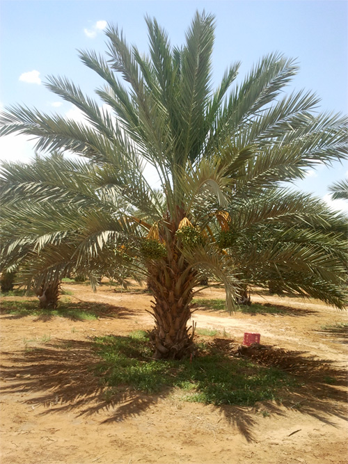 עץ תמר אורגני בן 5 שנים מזן מג'הול