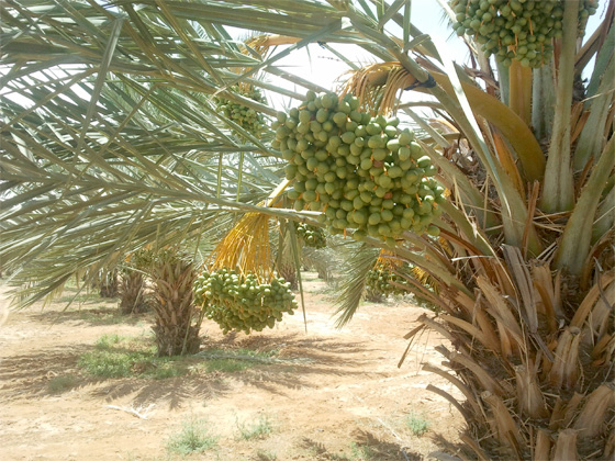 ידות מג'הול אורגני לאחר קשירה