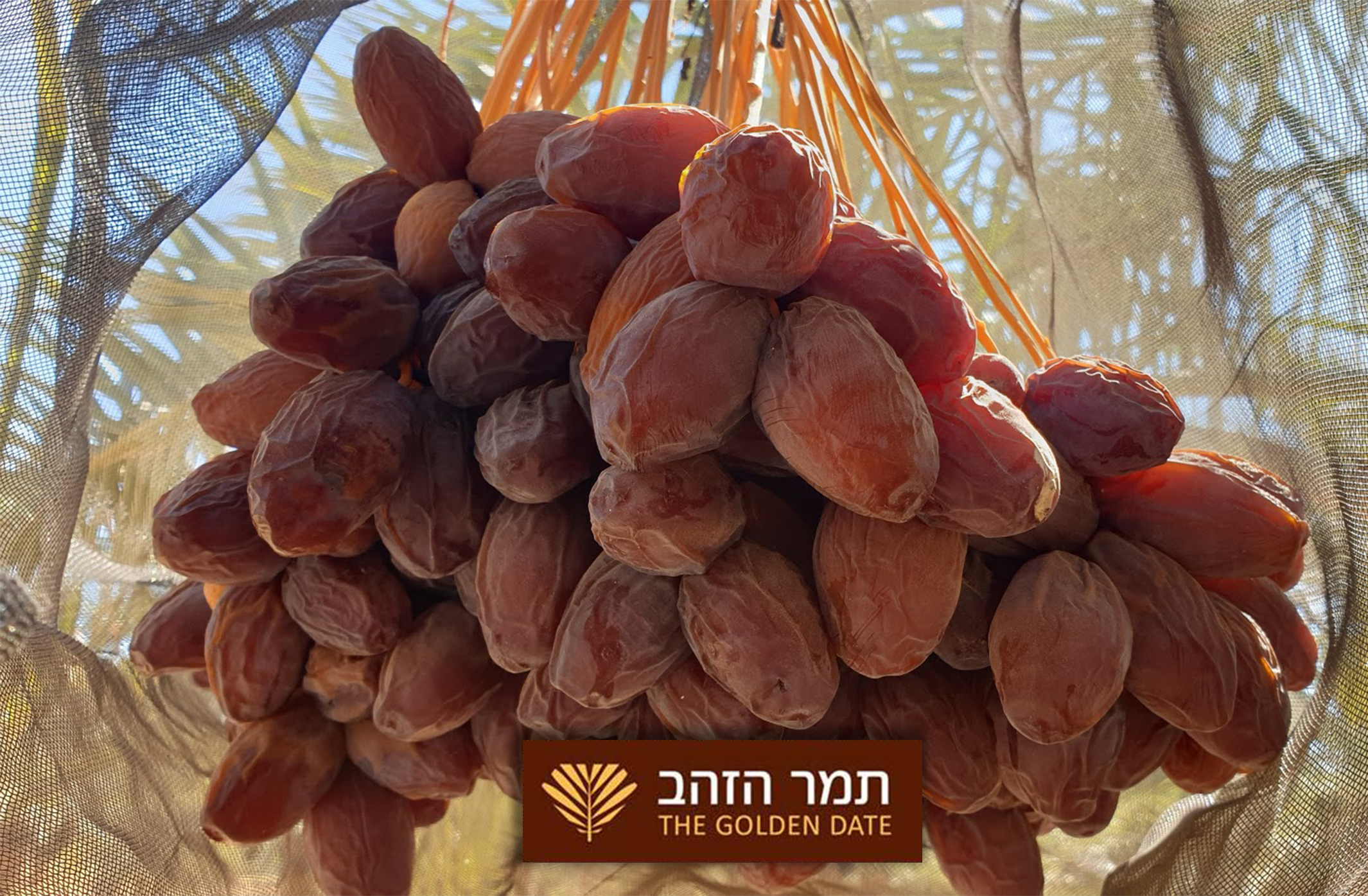 אשכול מג'הול אורגני