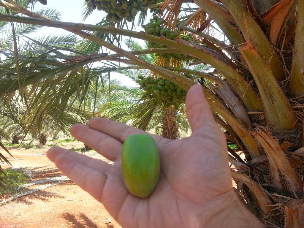 תמר מג'הול אורגני